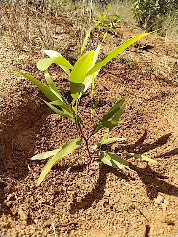tree image