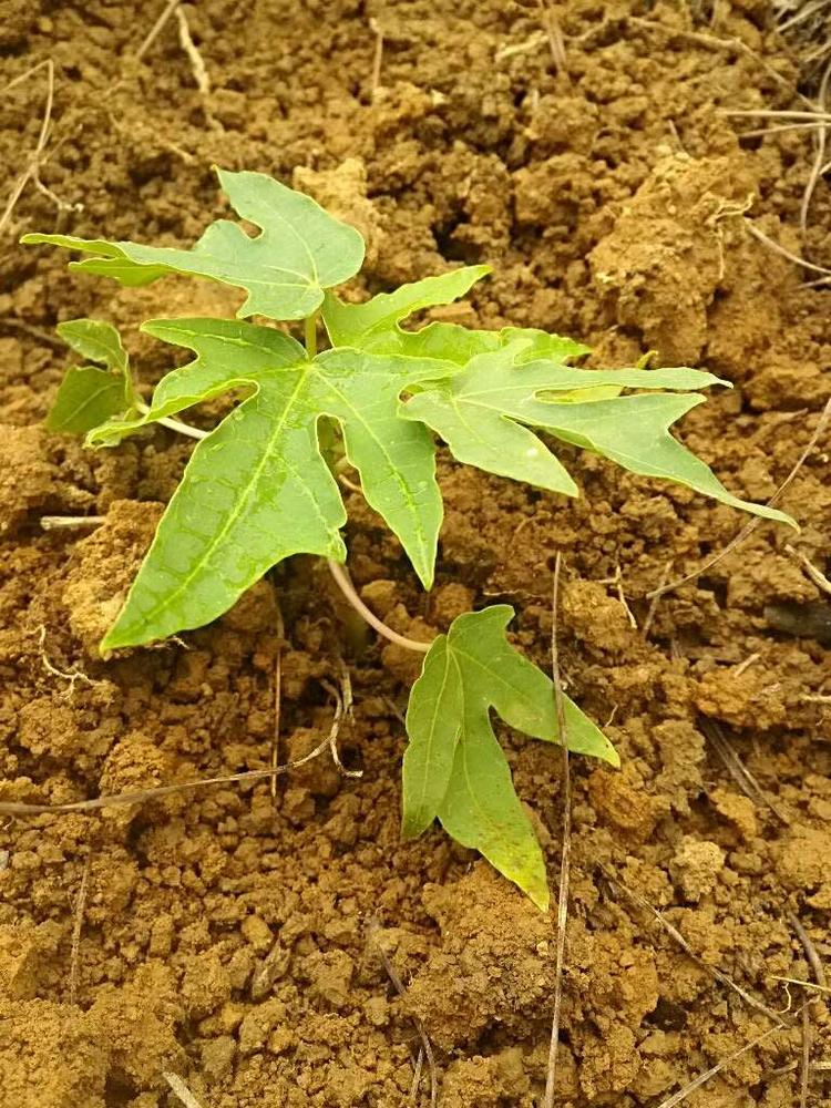 tree image