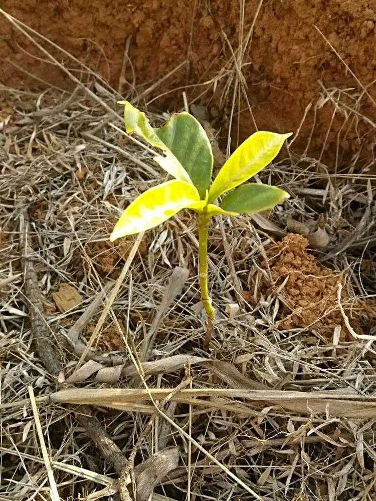 tree image