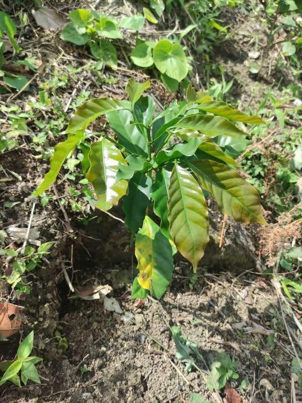 tree image