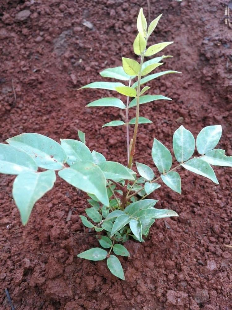 tree image
