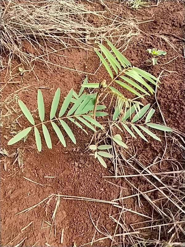 tree image