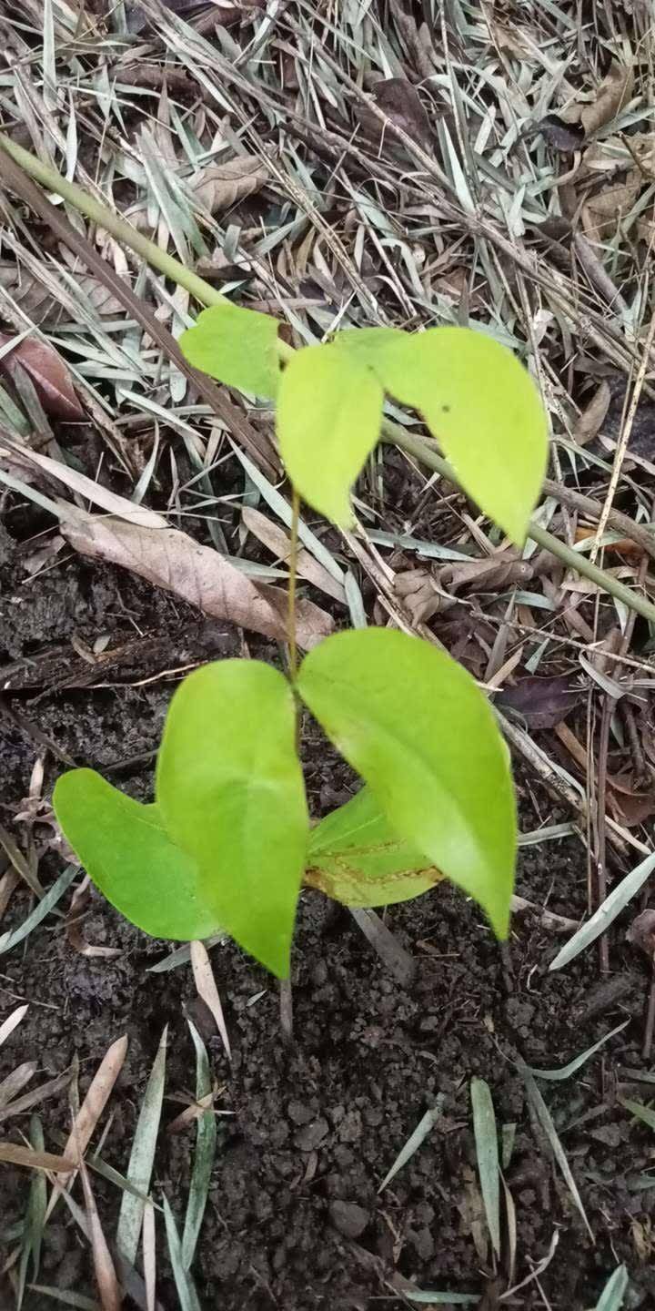 tree image