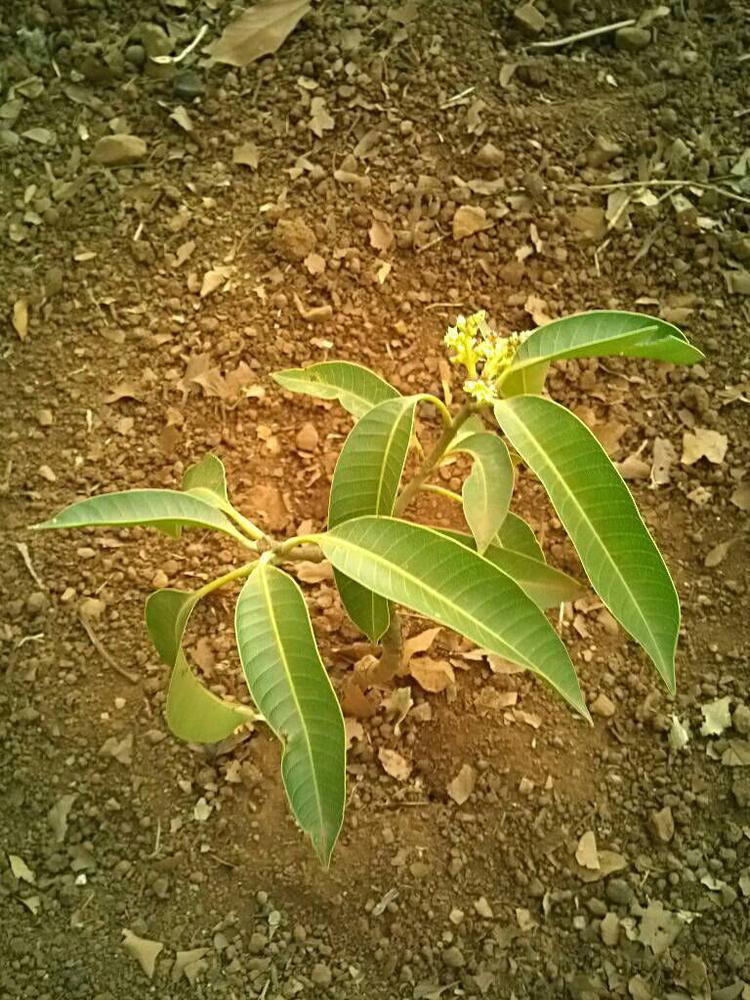 tree image