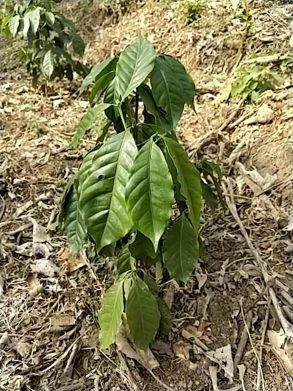 tree image