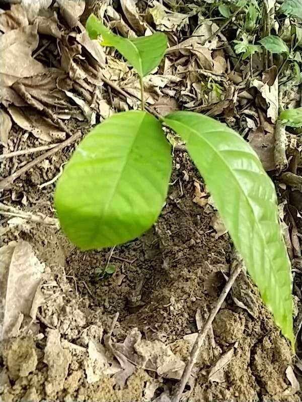tree image