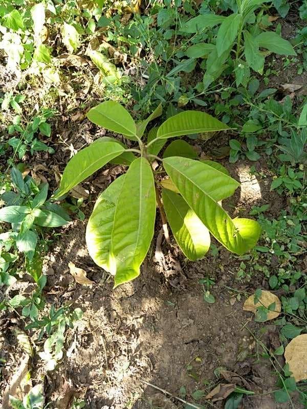 tree image