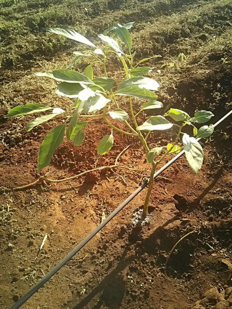 tree image