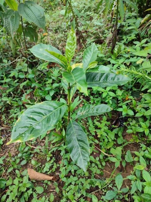 tree image