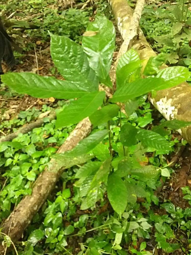 tree image