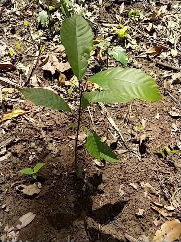 tree image
