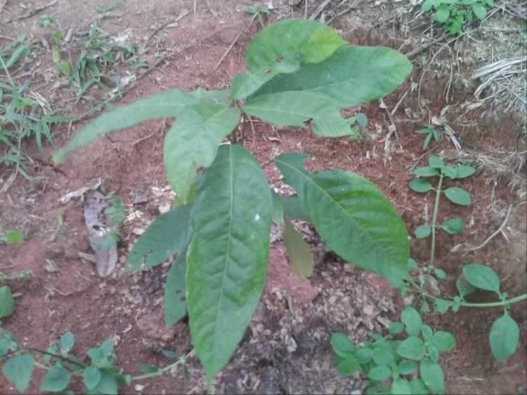 tree image