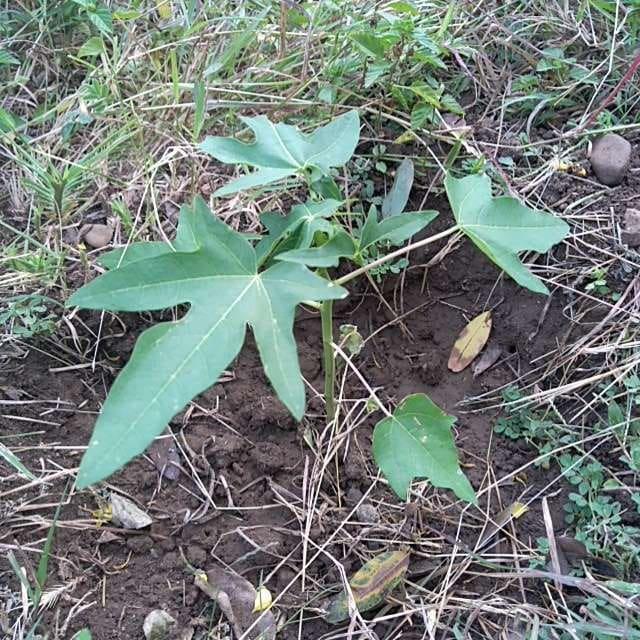 tree image