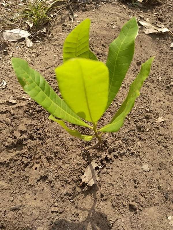 tree image