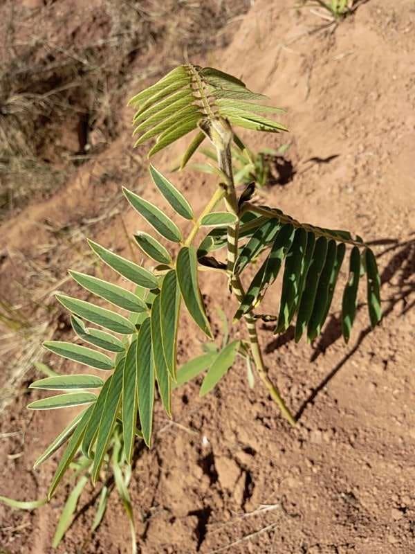 tree image