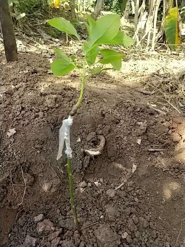 tree image