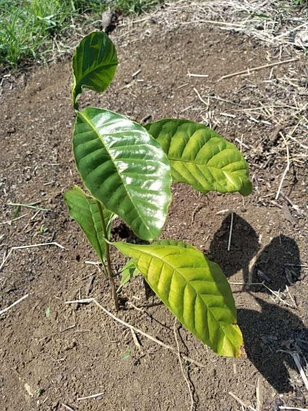 tree image