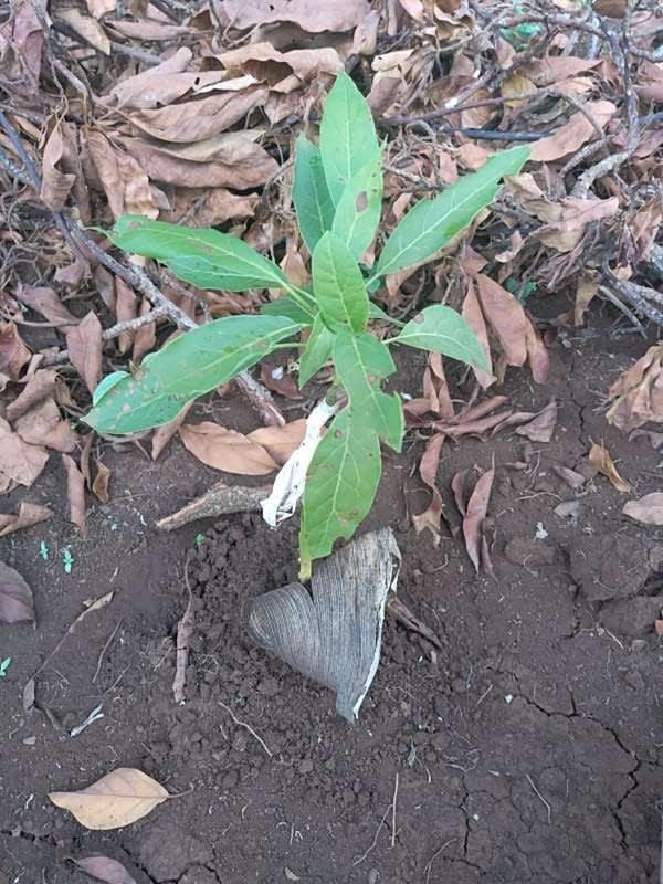 tree image