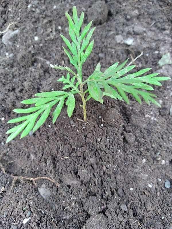 tree image