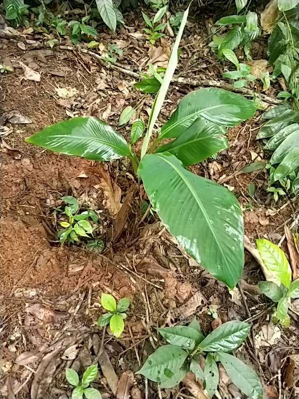 tree image
