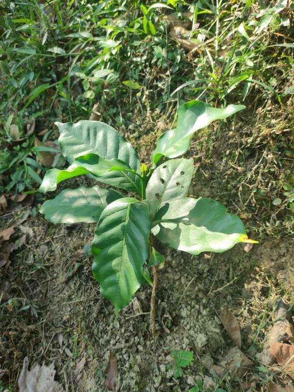 tree image