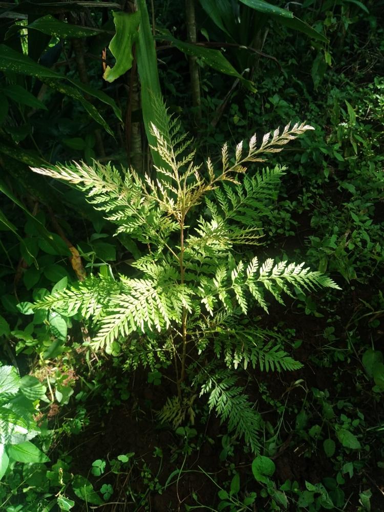 tree image