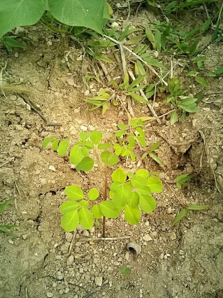 tree image