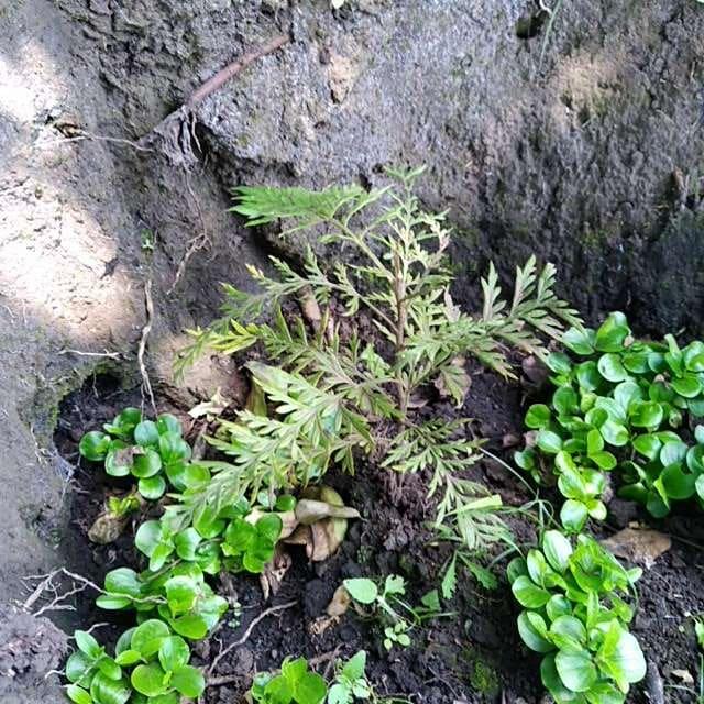 tree image