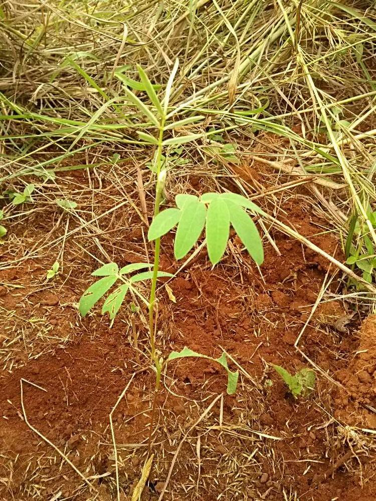 tree image
