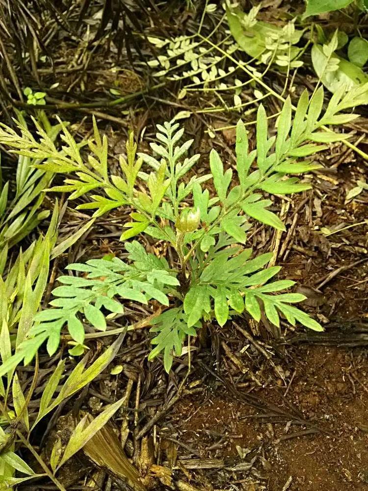 tree image