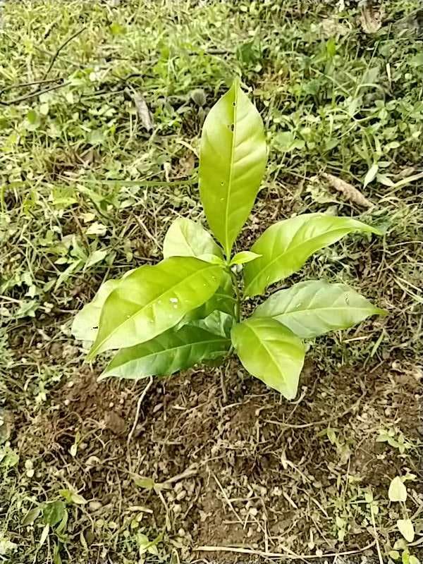 tree image