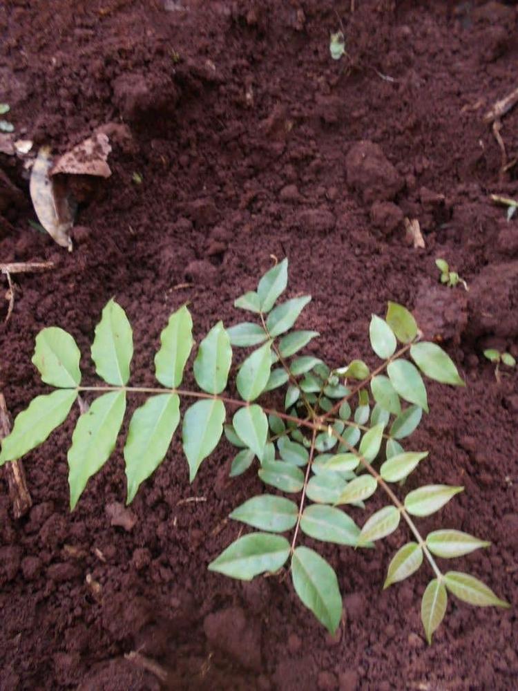 tree image