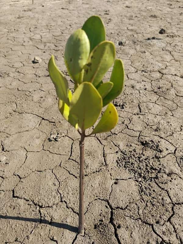 tree image