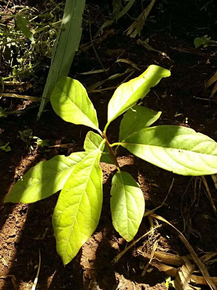 tree image