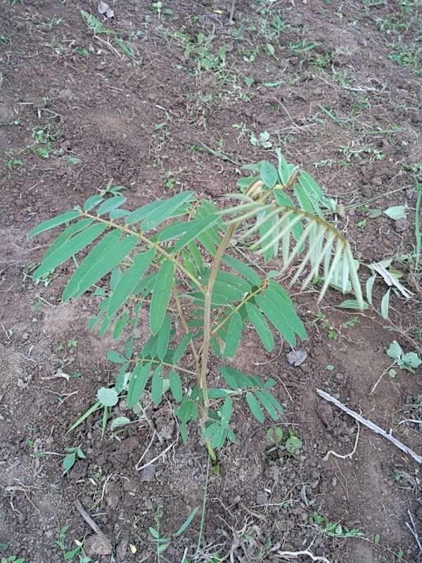 tree image