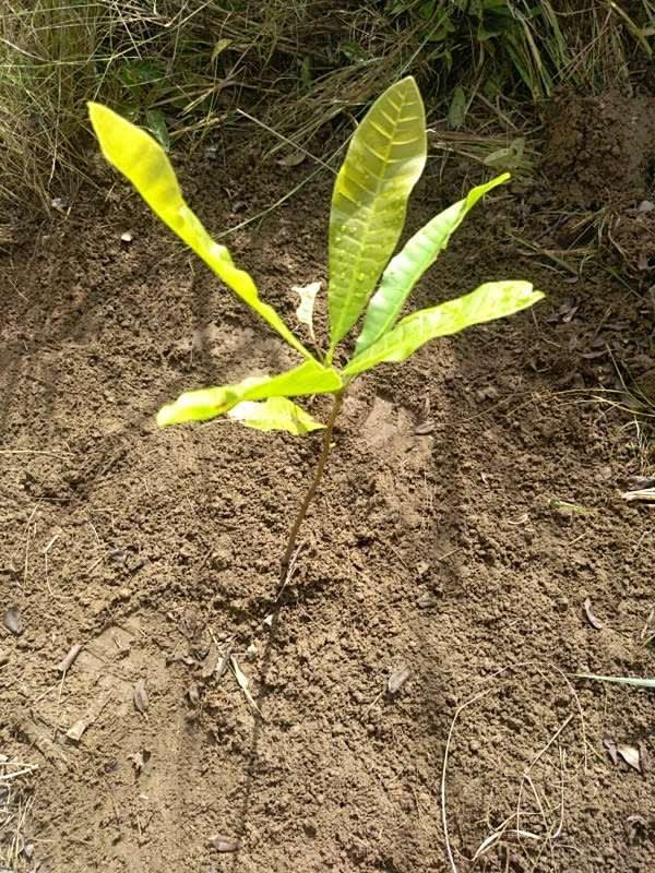 tree image
