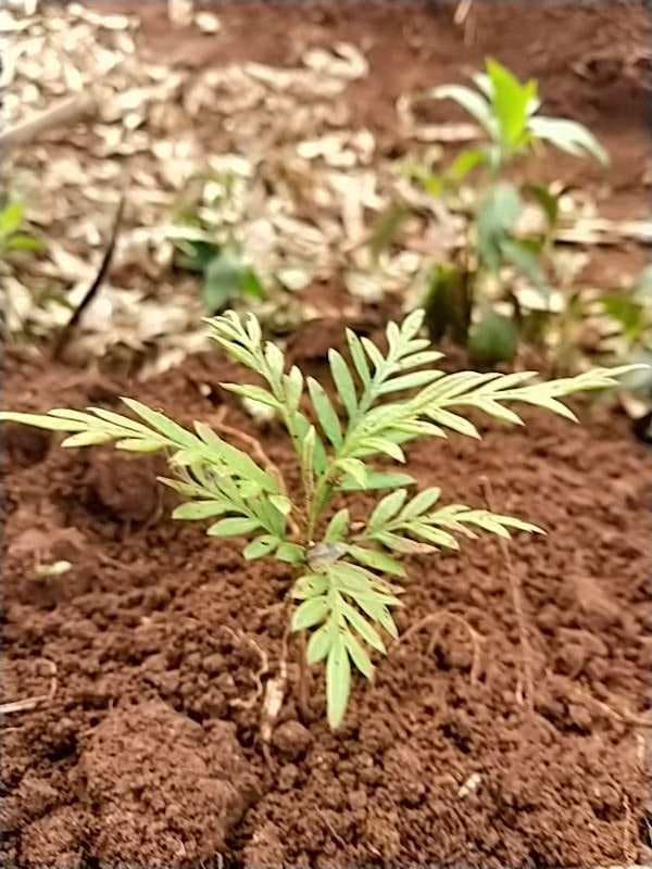 tree image