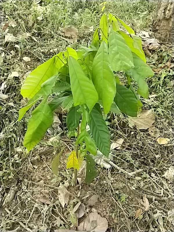 tree image