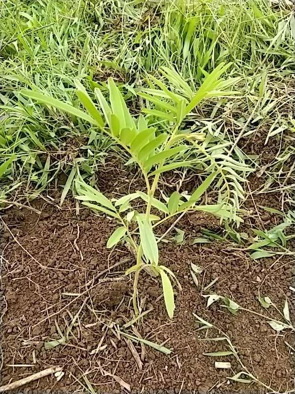 tree image