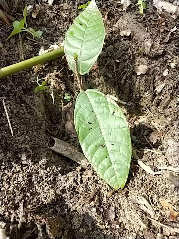 tree image