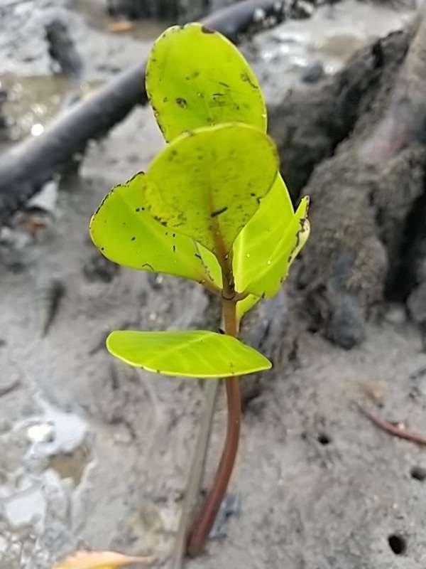 tree image