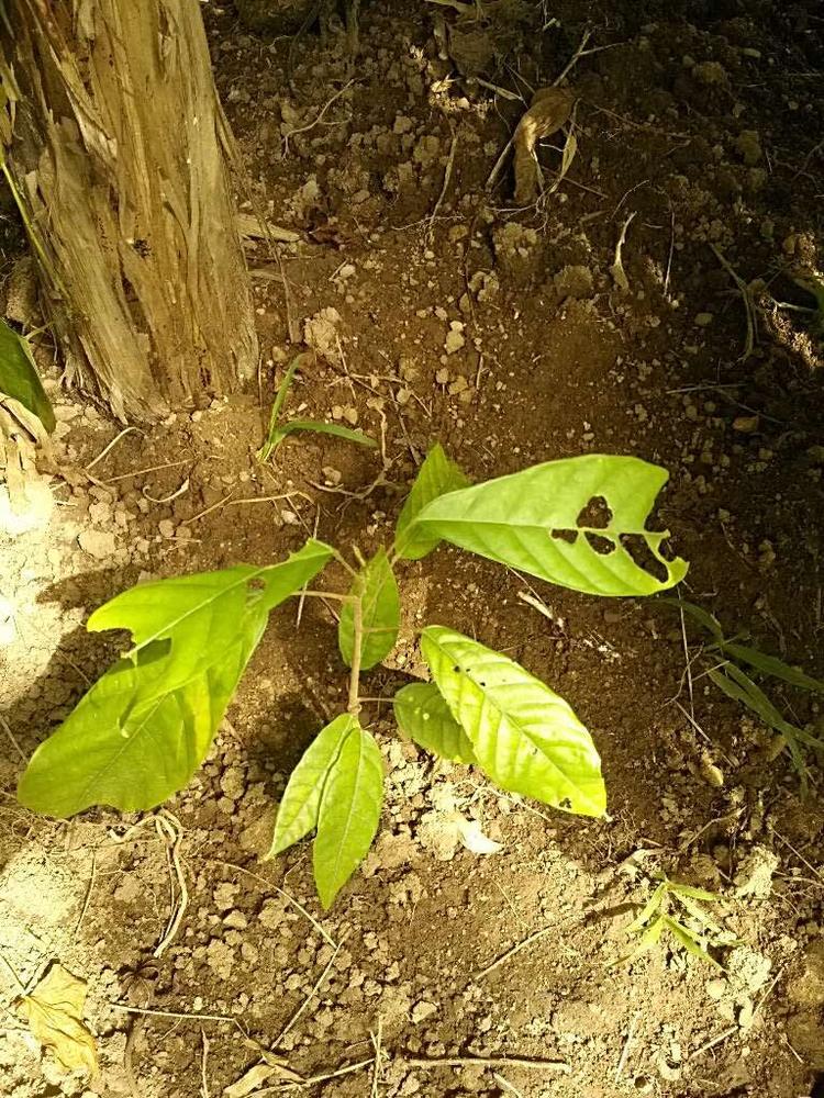 tree image