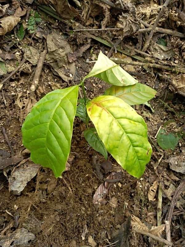 tree image