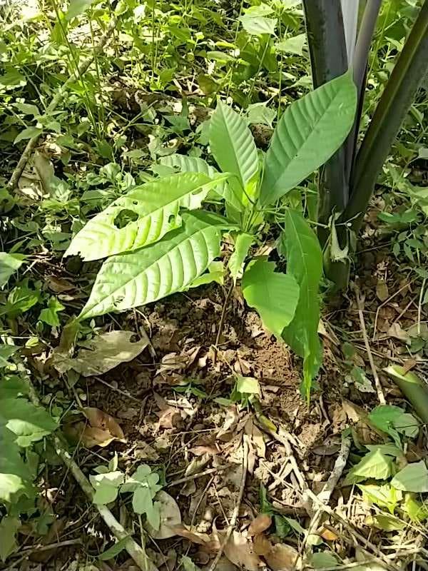 tree image