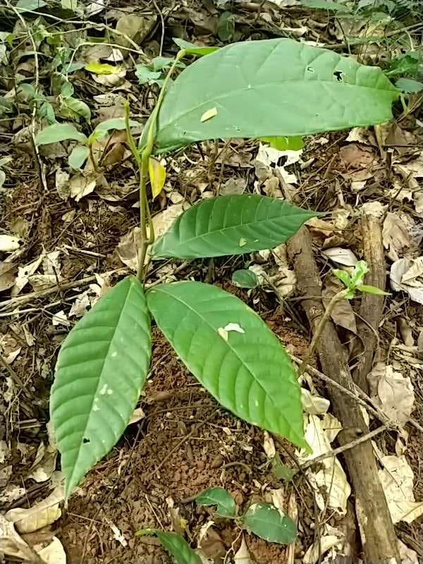 tree image