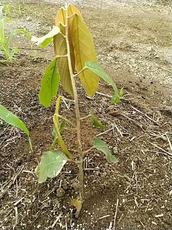 tree image