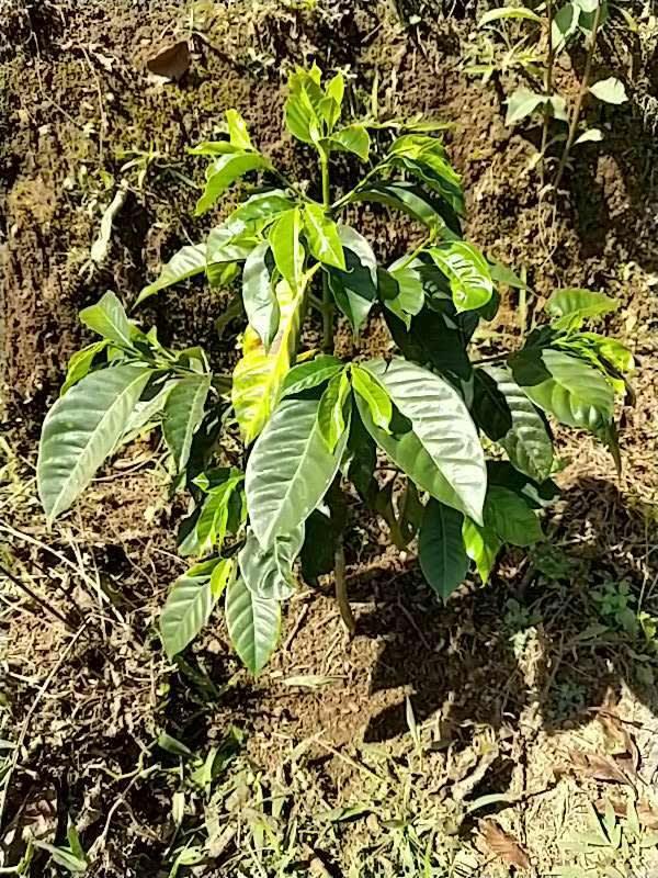 tree image