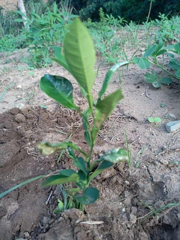 tree image