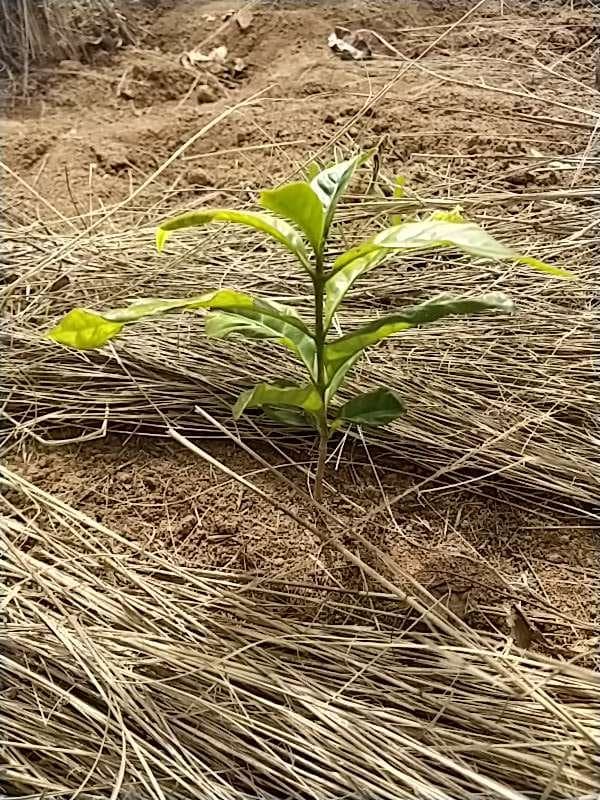 tree image