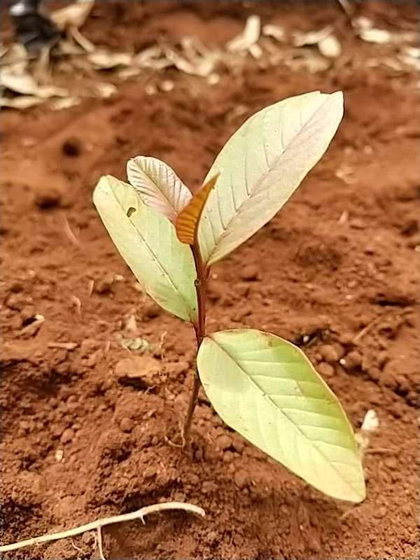 tree image